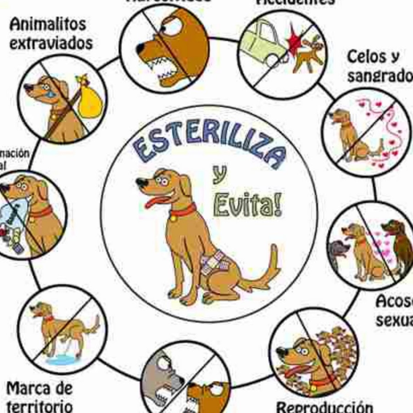 Nuestras Mascotas - Esterilización 2017-02-21