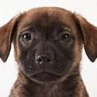 Como Educar Cachorros de un Mes