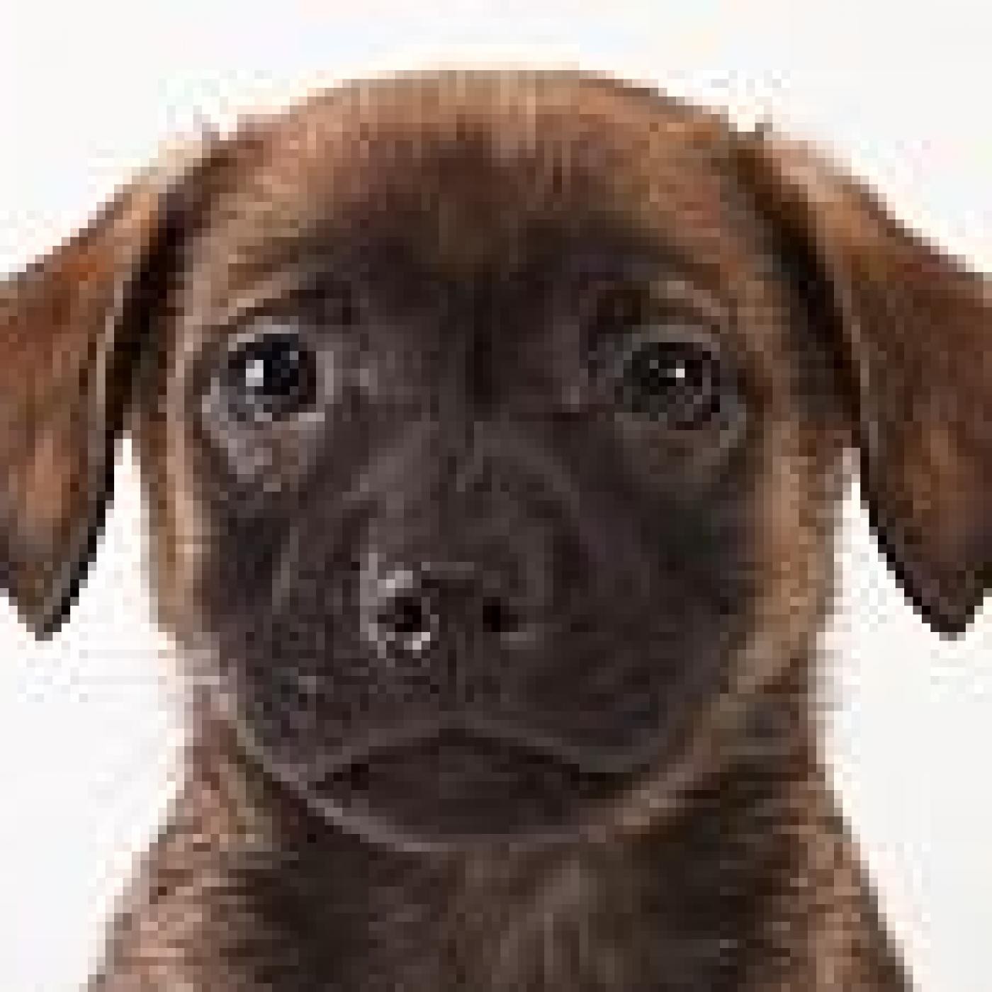 Podcast de Mi Perro Educado