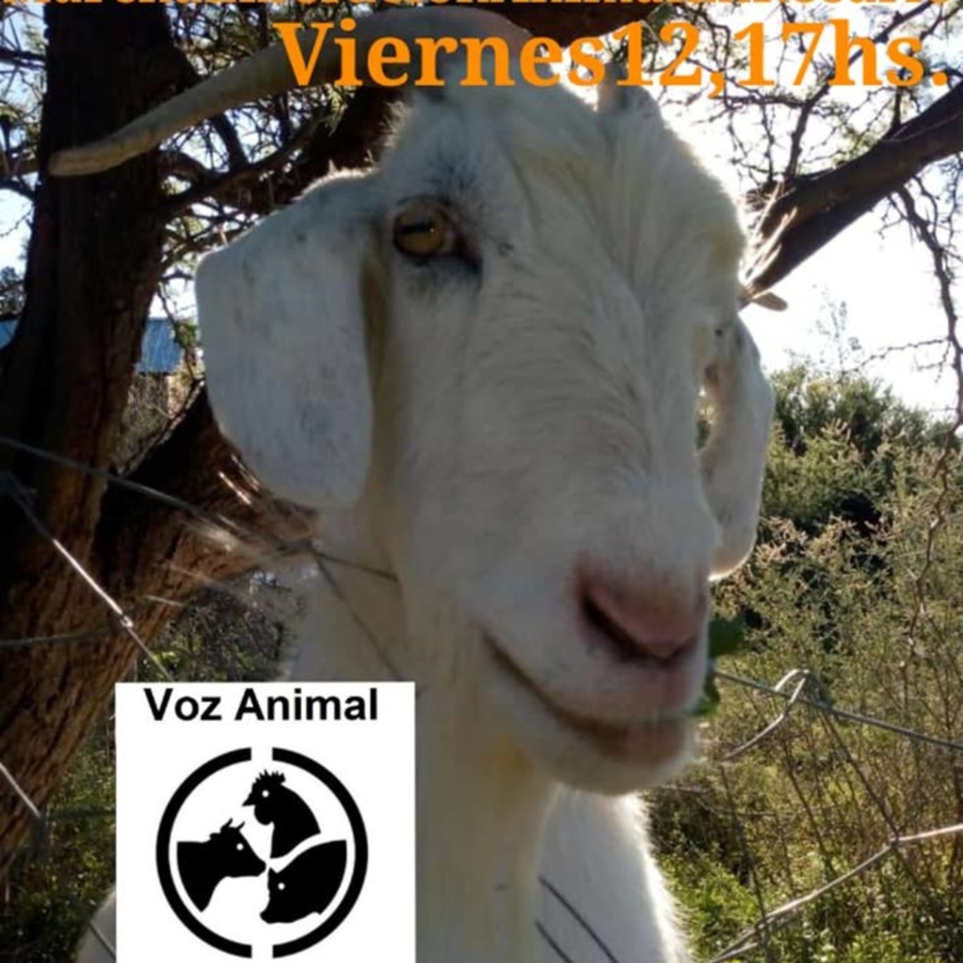 #VozAnimal 12.4.2019 #ConcienciaSolidariaONG #Córdoba episode artwork