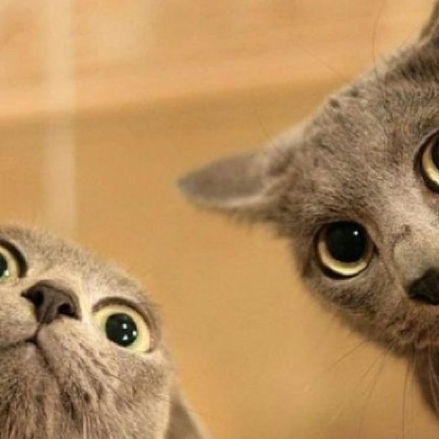 NUESTRAS MASCOTAS - EVOLUCION E HISTORIA DEL GATO 2015-11-03