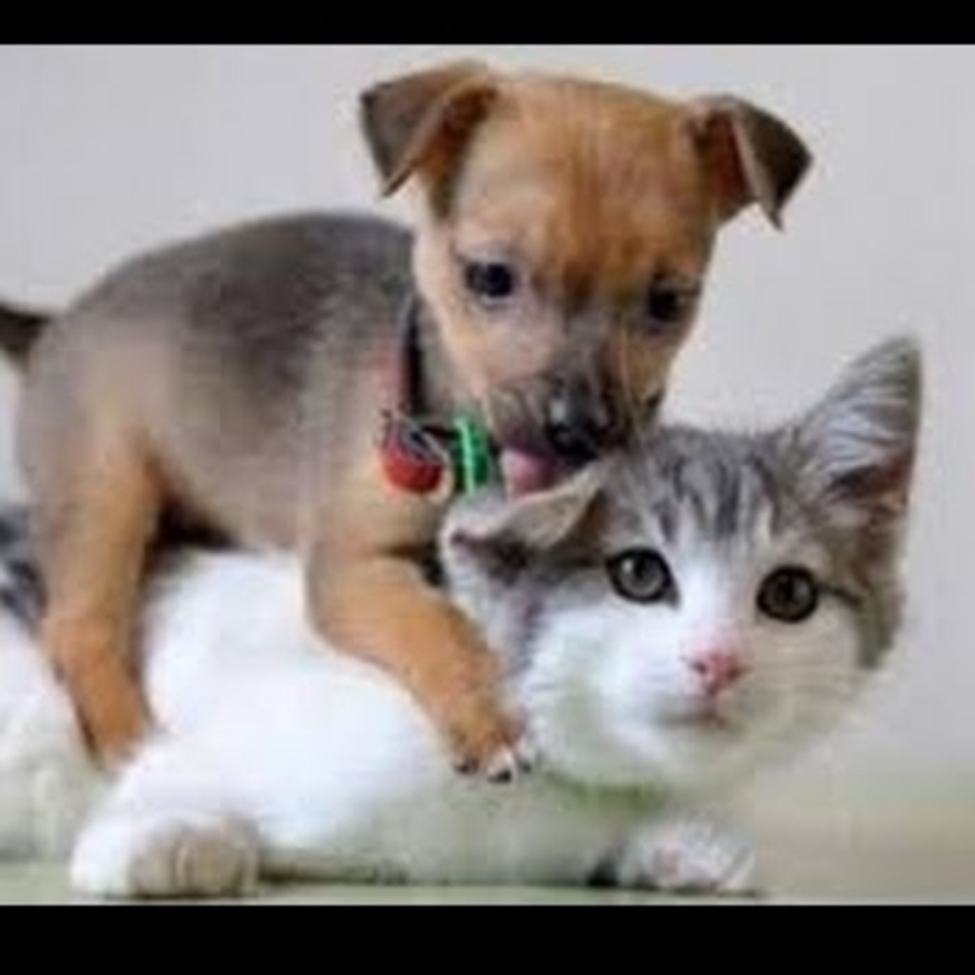 Nuestras Mascotas - Cachorros Adaptación y Buzón