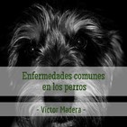Victor Madera: enfermedades comunes en los perros