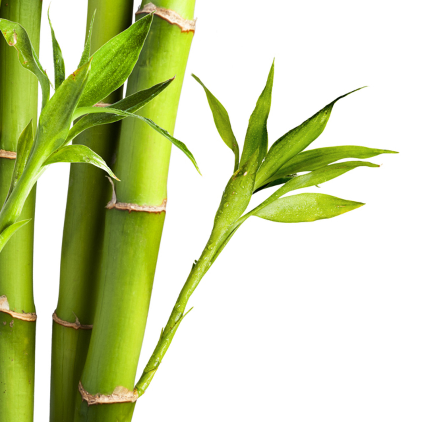 Eq. BAMBU