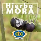 El Angel de tu Salud - HIERBA MORA