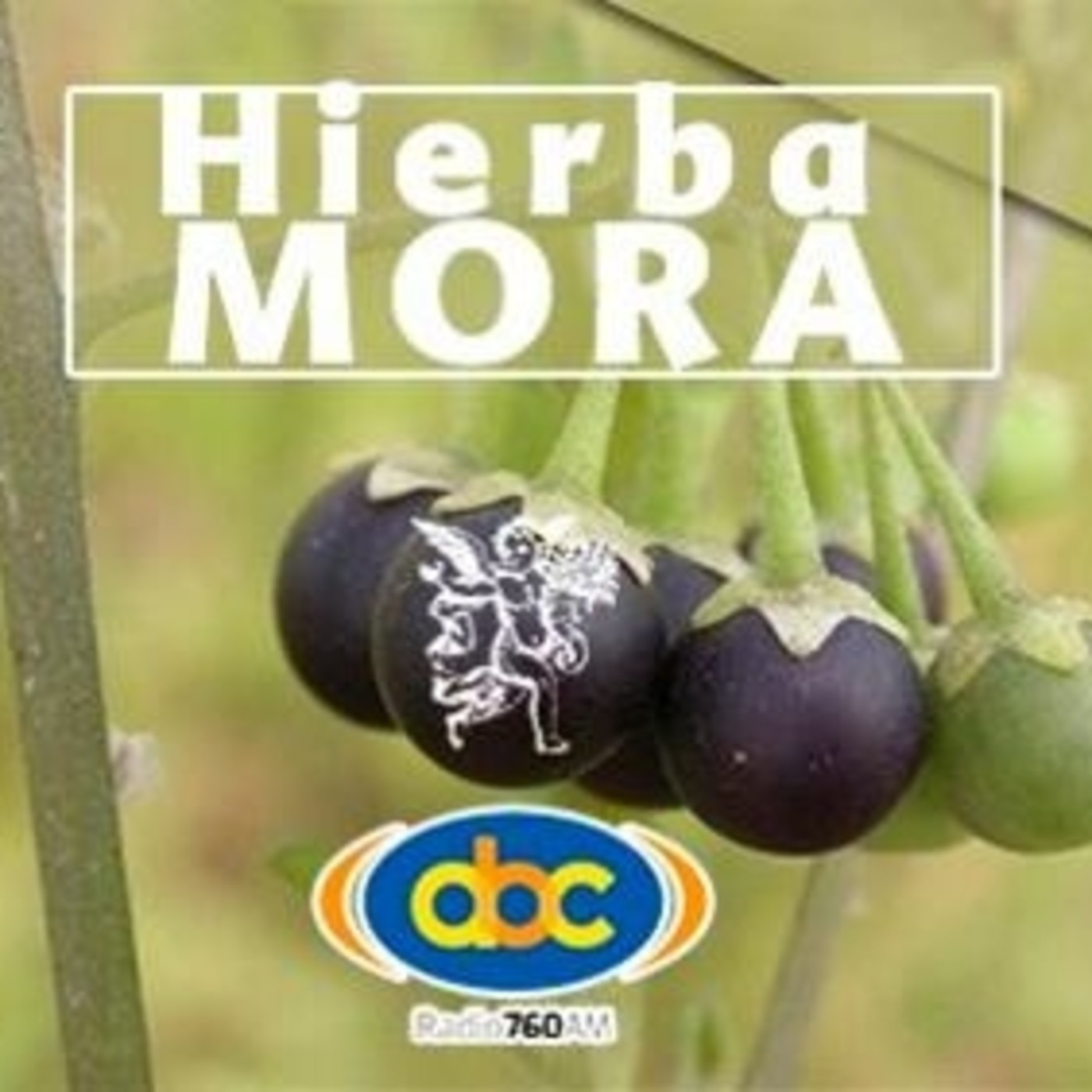 El Angel de tu Salud - HIERBA MORA episode artwork