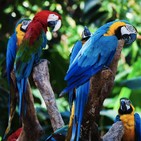 (T4) El Café Cuántico 6: Conversando con loros