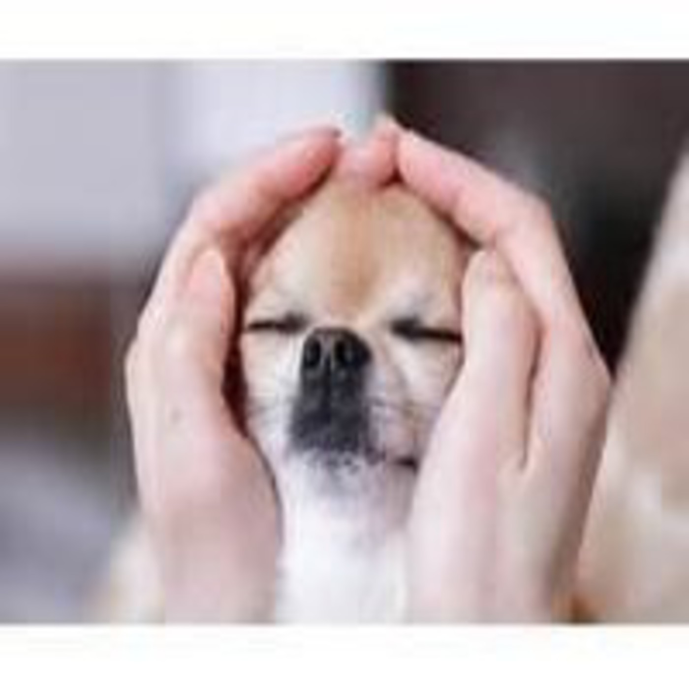 Anteriores a 2016 de Mis Queridos Animales