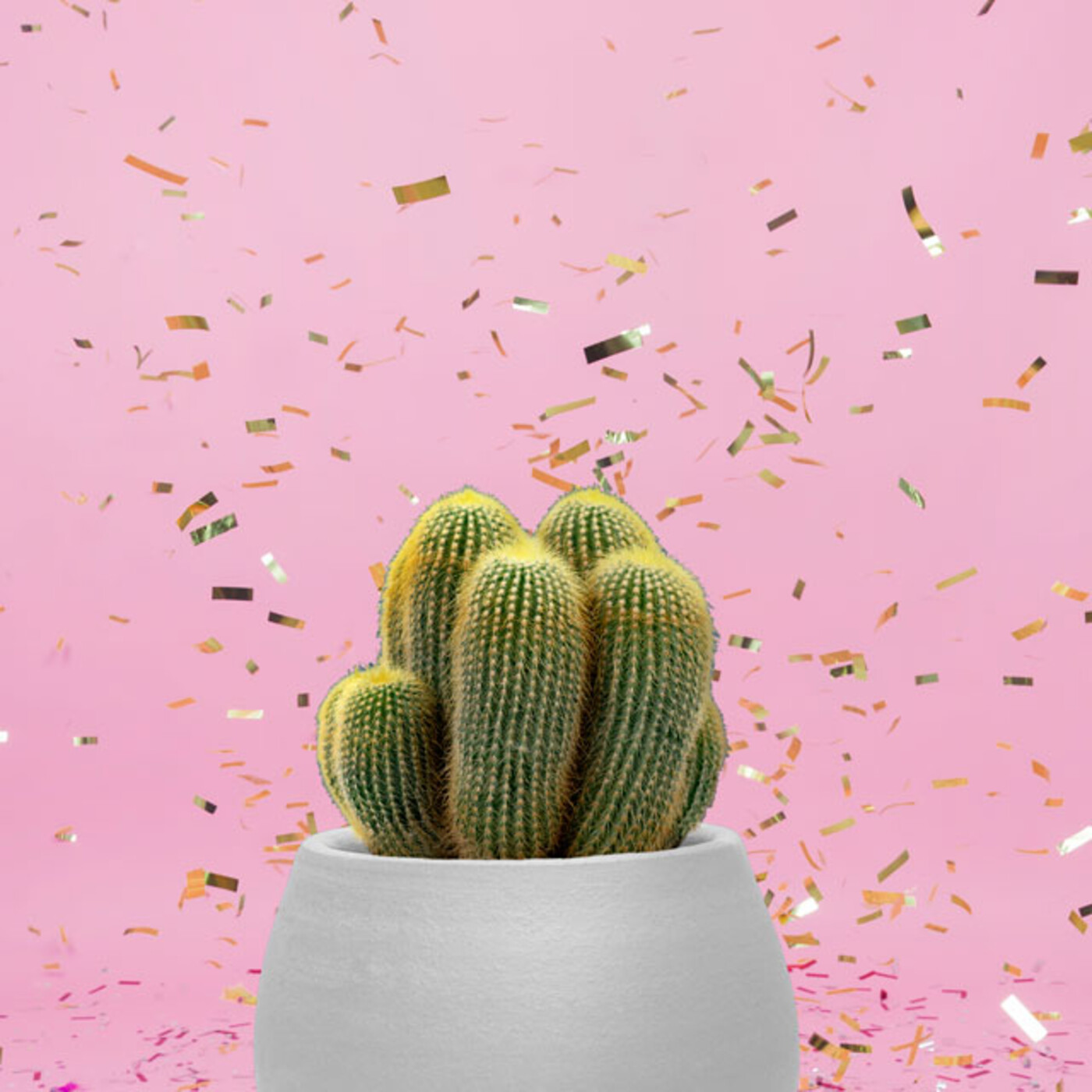 Cactus Confetti