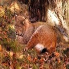 La Sociedad Zoológica de Extremadura exige más medidas para evitar la muerte de más linces