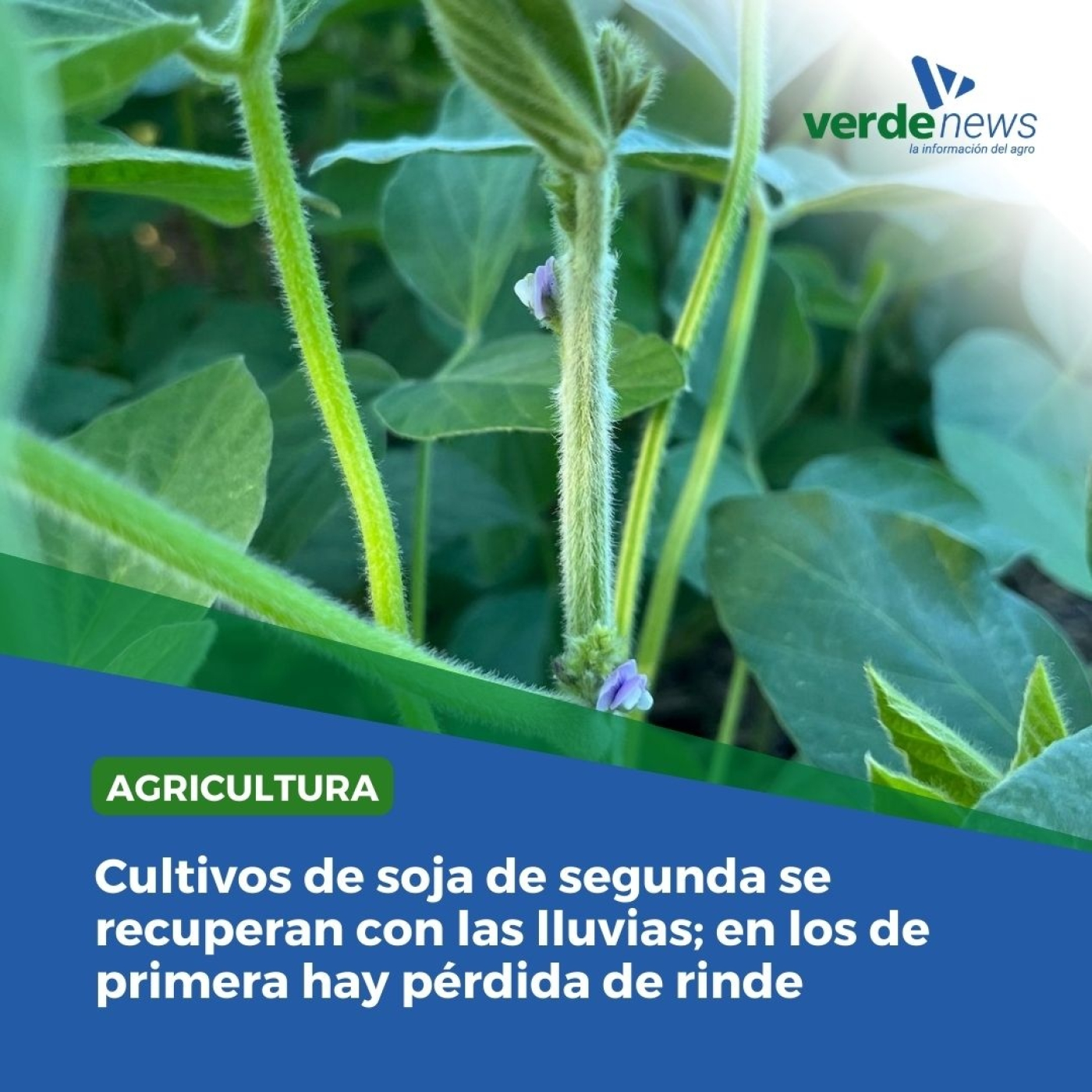 verdemedia