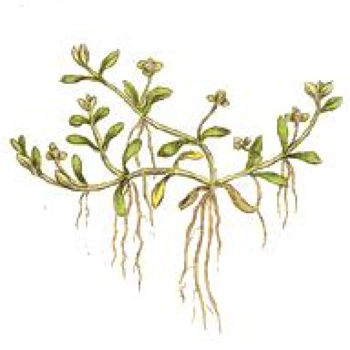 Podcast Fascinación por las plantas