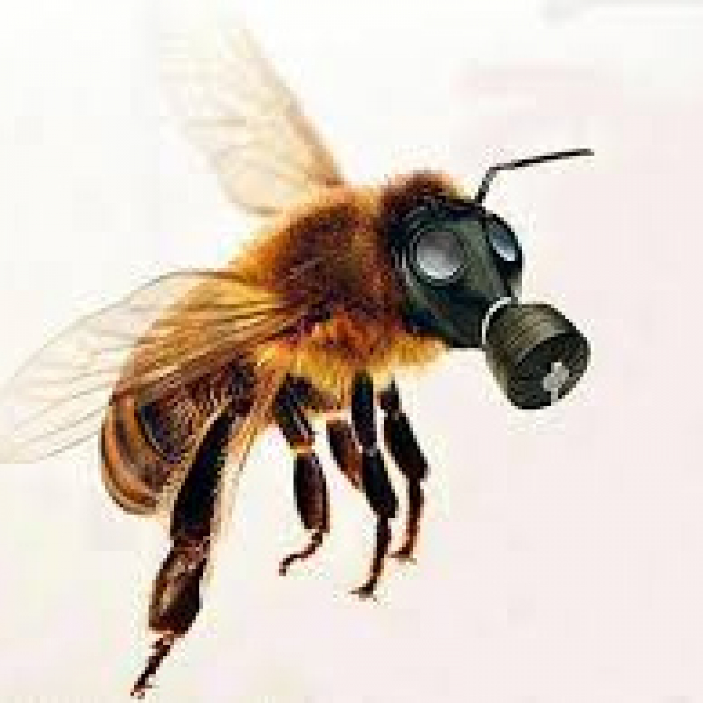 Apicultores y Citricultores acuerdan sobre el uso de químicos para evitar muerte de abejas episode artwork