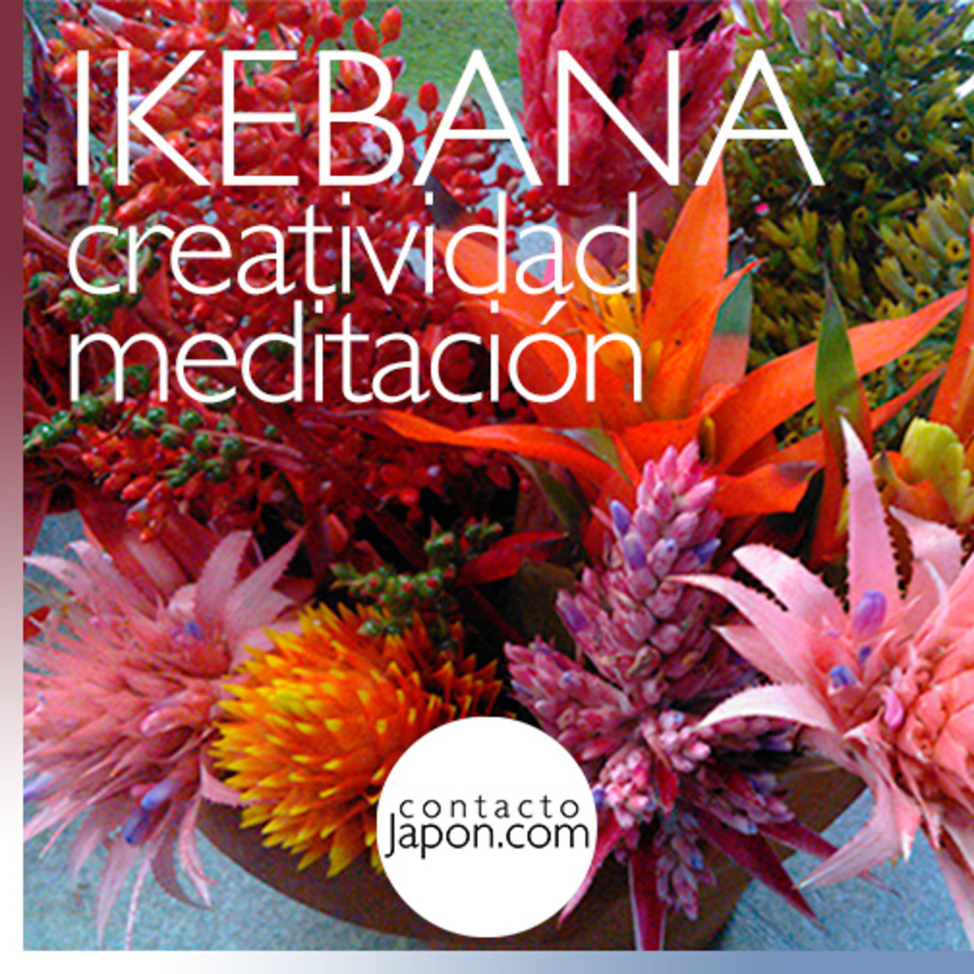 Contactojapon.com