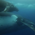 05-07-2017 Comunicación con delfines y ballenas