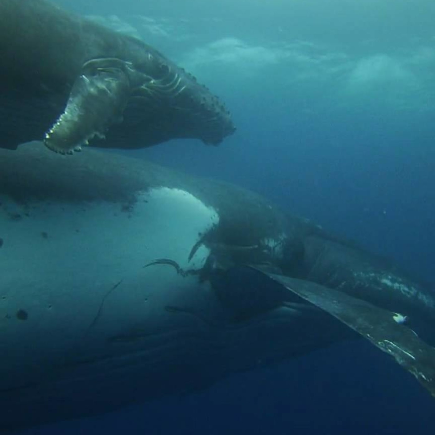 05-07-2017 Comunicación con delfines y ballenas episode artwork