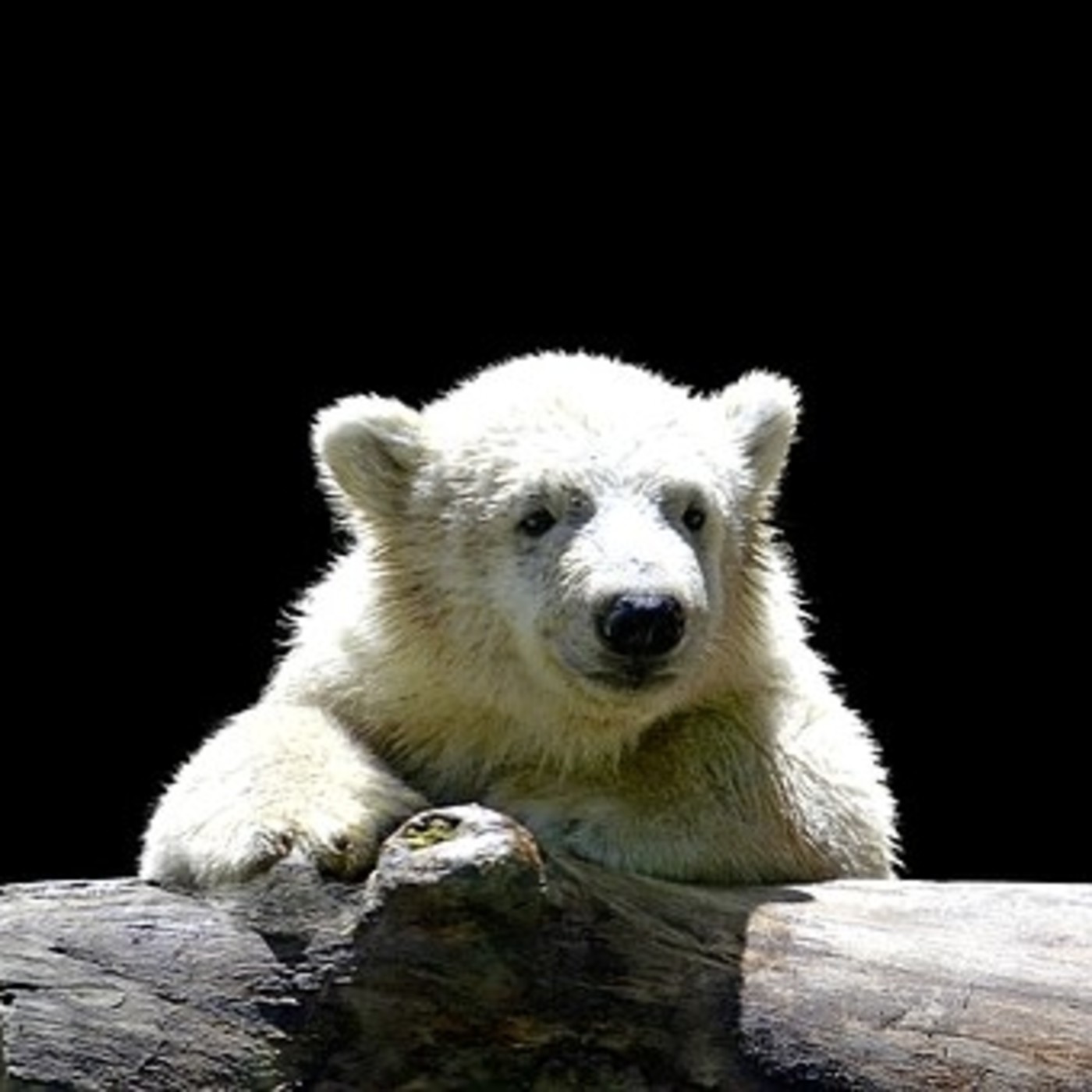 ANIMALES DE PODER