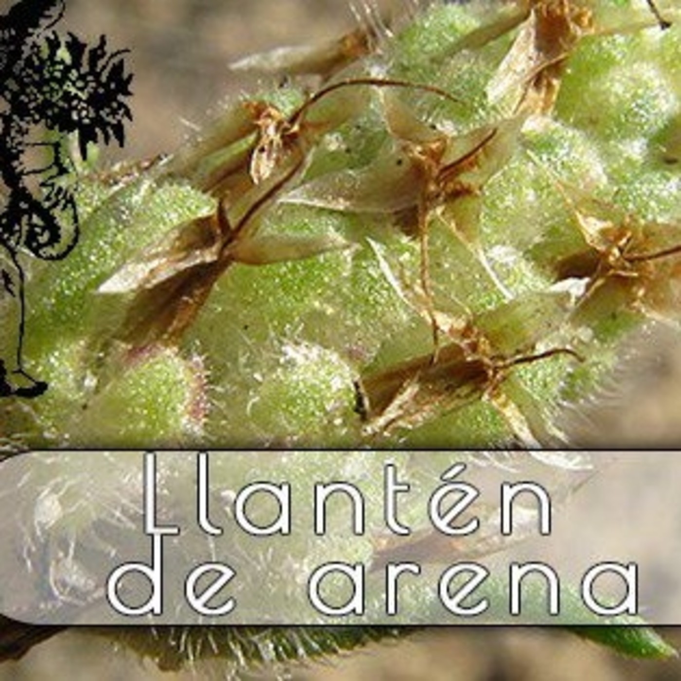 El Ángel de tu Salud - LLANTÉN DE ARENA episode artwork