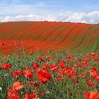 48 Causas de la Primera Guerra Mundial I