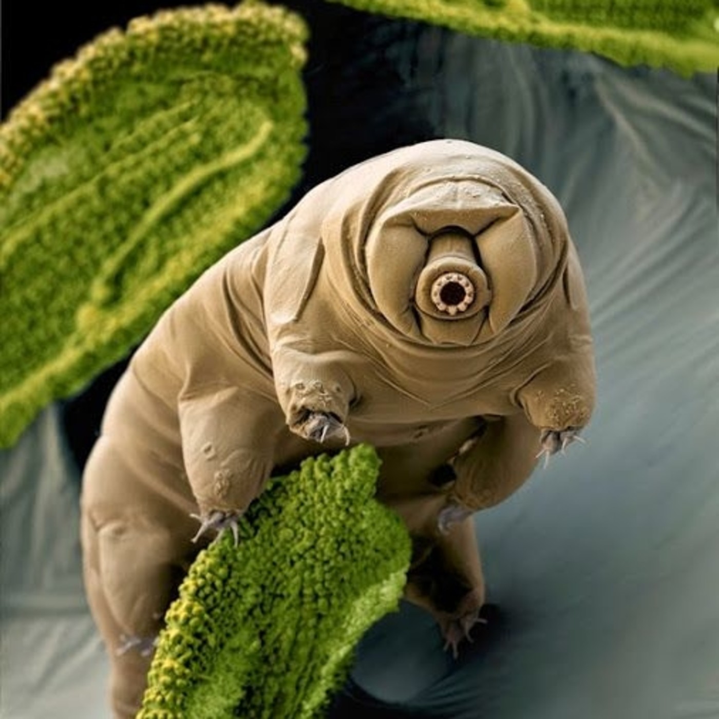 Misterios de la Vida en el Universo #documental #universo #ciencia #podcast episode artwork