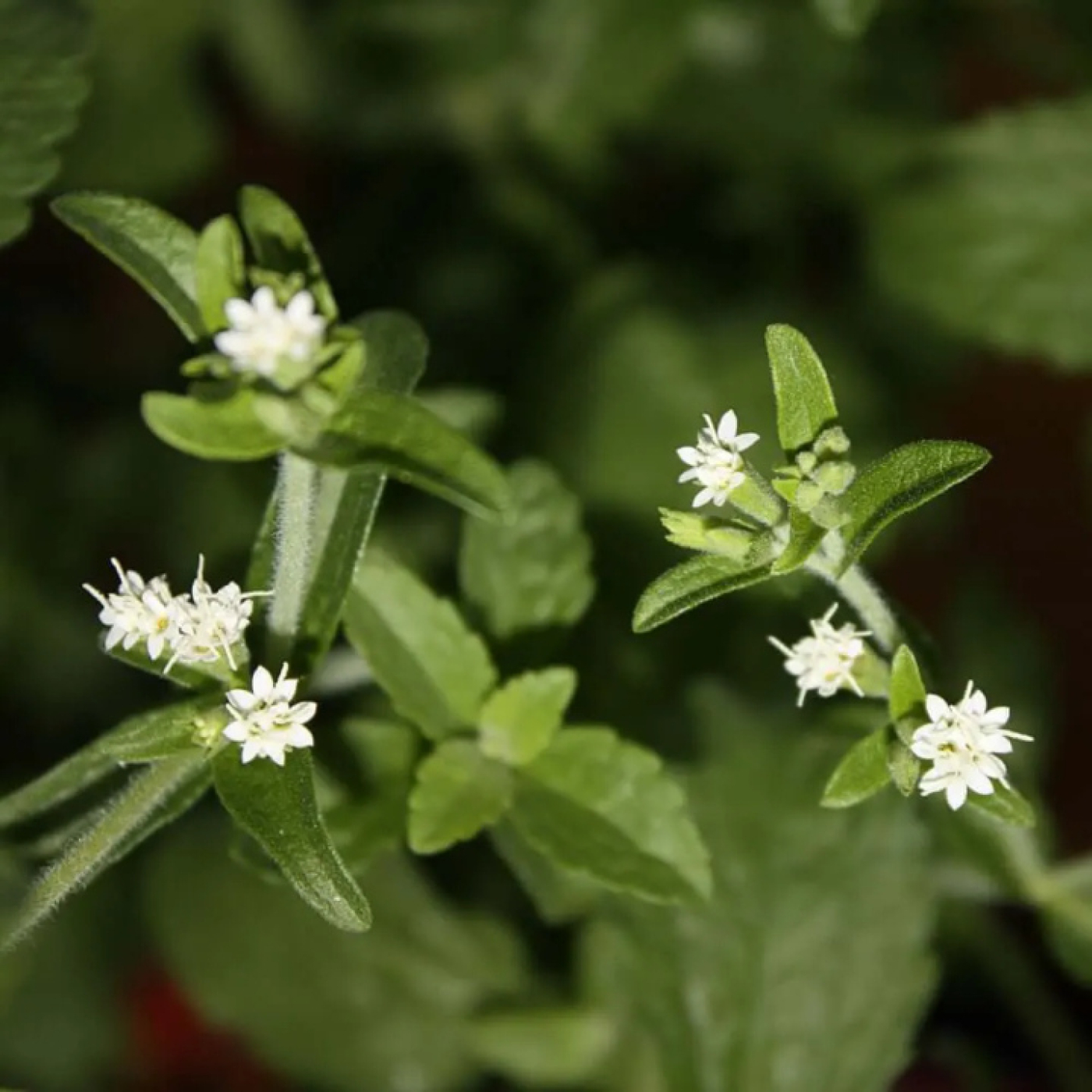 Los sorprendentes beneficios de la Stevia: un valioso recurso terapéutico y dietético episode artwork