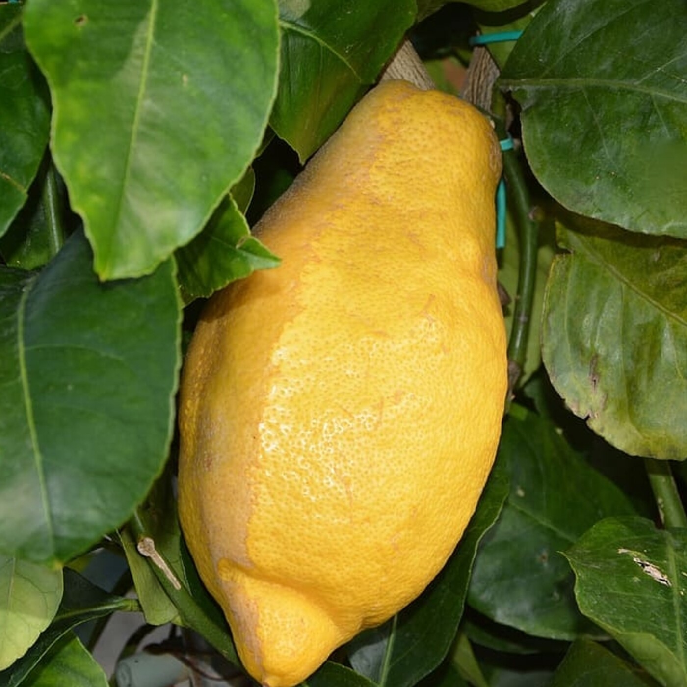 ElLlimoner Podcast