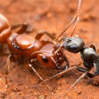 La Brújula de la Ciencia s07e34: Hormigas esclavistas y su origen evolutivo
