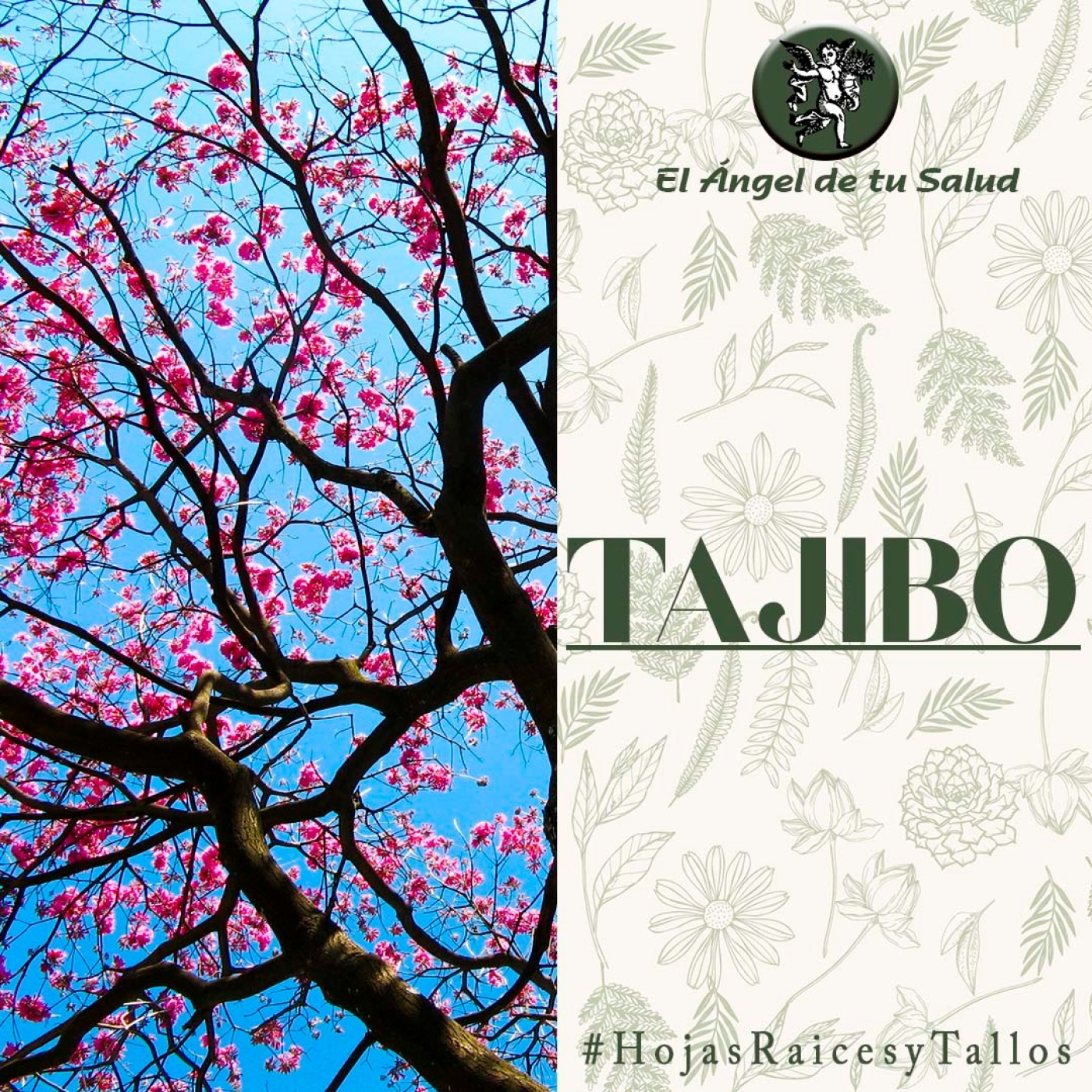 El Ángel de tu Salud - Tajibo** episode artwork