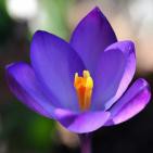 38.- XIIII Templanza (Tarot Flor de Lis)