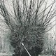 El esqueleto en el Árbol
