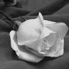 La Leyenda de la Rosa Blanca