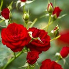 314.- ¿Cómo cuidas tu Rosal?