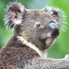 Carretera Perdida 123 - Malas Digestiones y Koalas On Fire