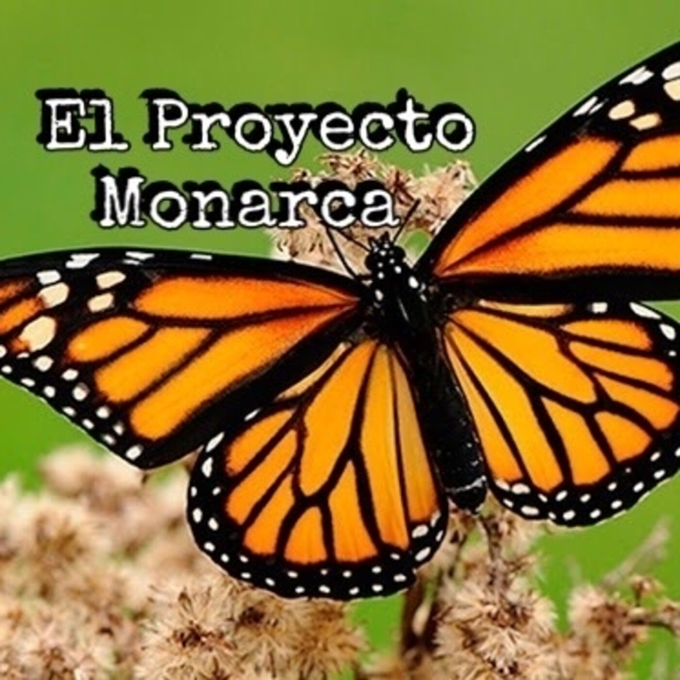 Crónicas Herméticas