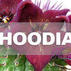 Nutribella - HOODIA