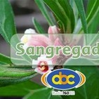 El Ángel de tu Salud - SANGREGADO II