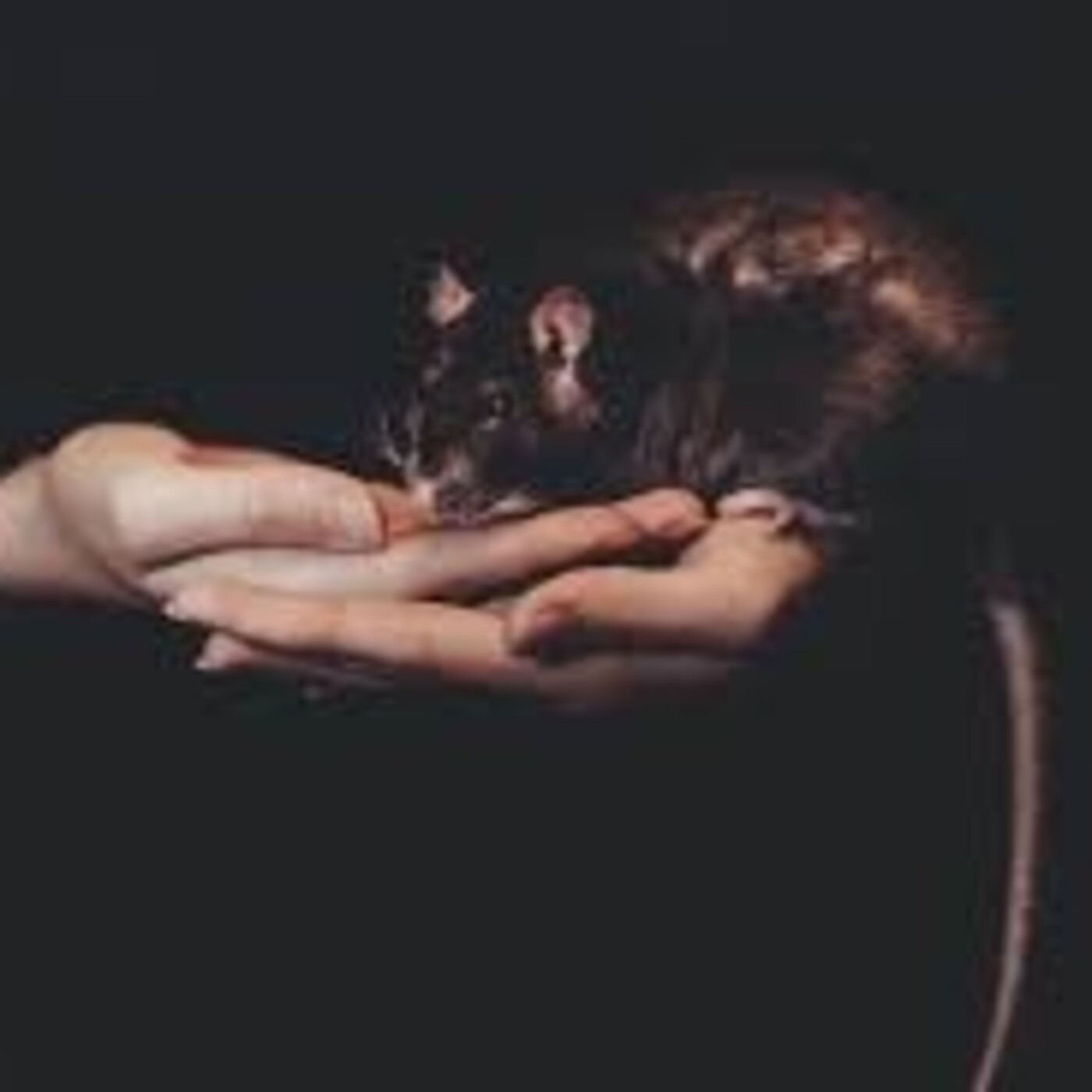 ANIMAL VENENOSO