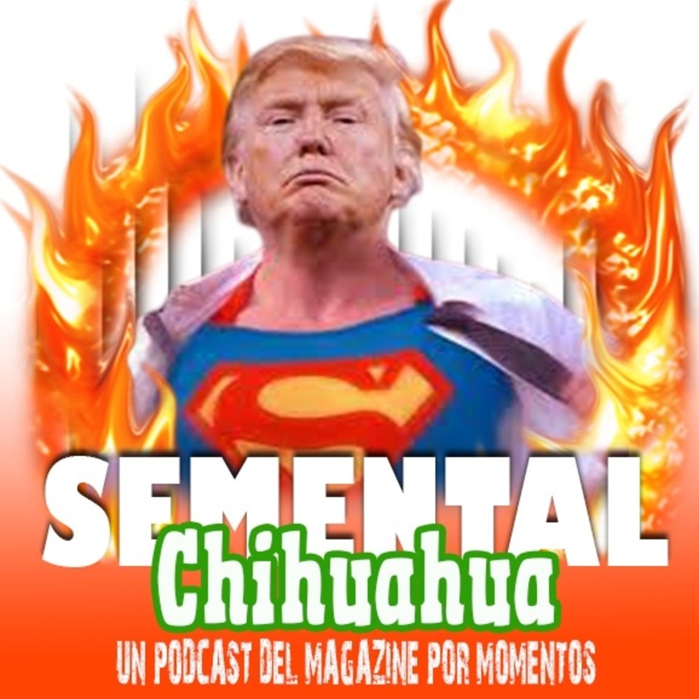 Semental Chihuahua