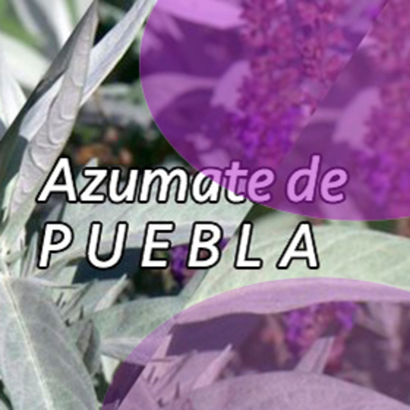 El Angel de tu Salud - AZUMATE DE PUEBLA II