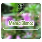 El Angel de tu Salud - MENTA BLANCA*