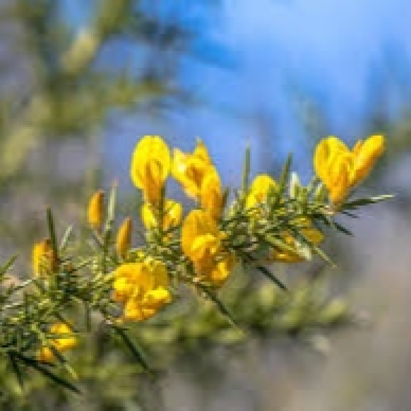 TEMAS DE ANTROPOLOXÍA (ENTREVISTAS)