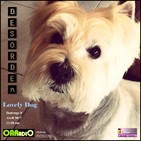 DESORDEN Lovely Dog