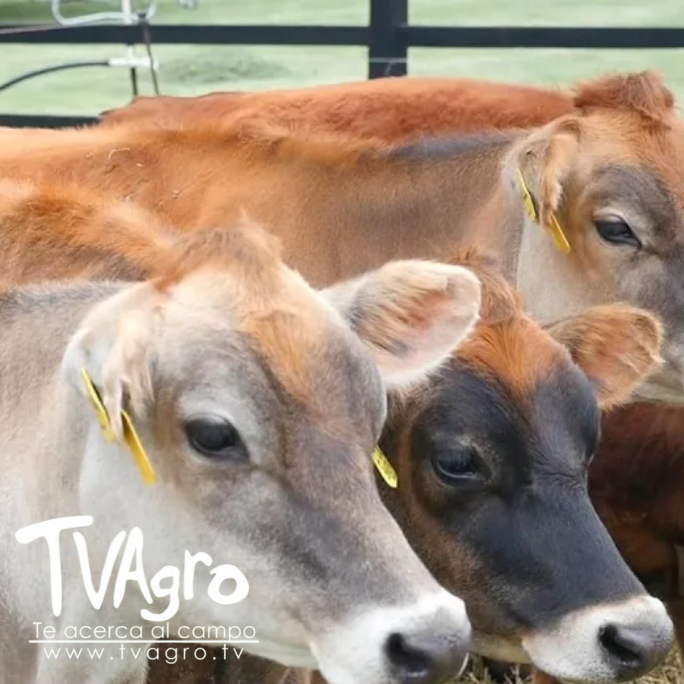 TV AGRO