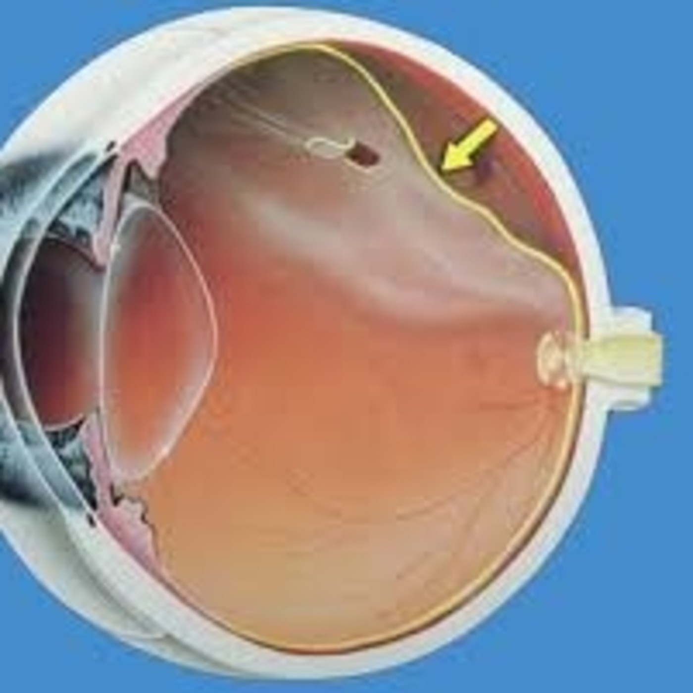 TERAPIA BIOMAGNÉTICA