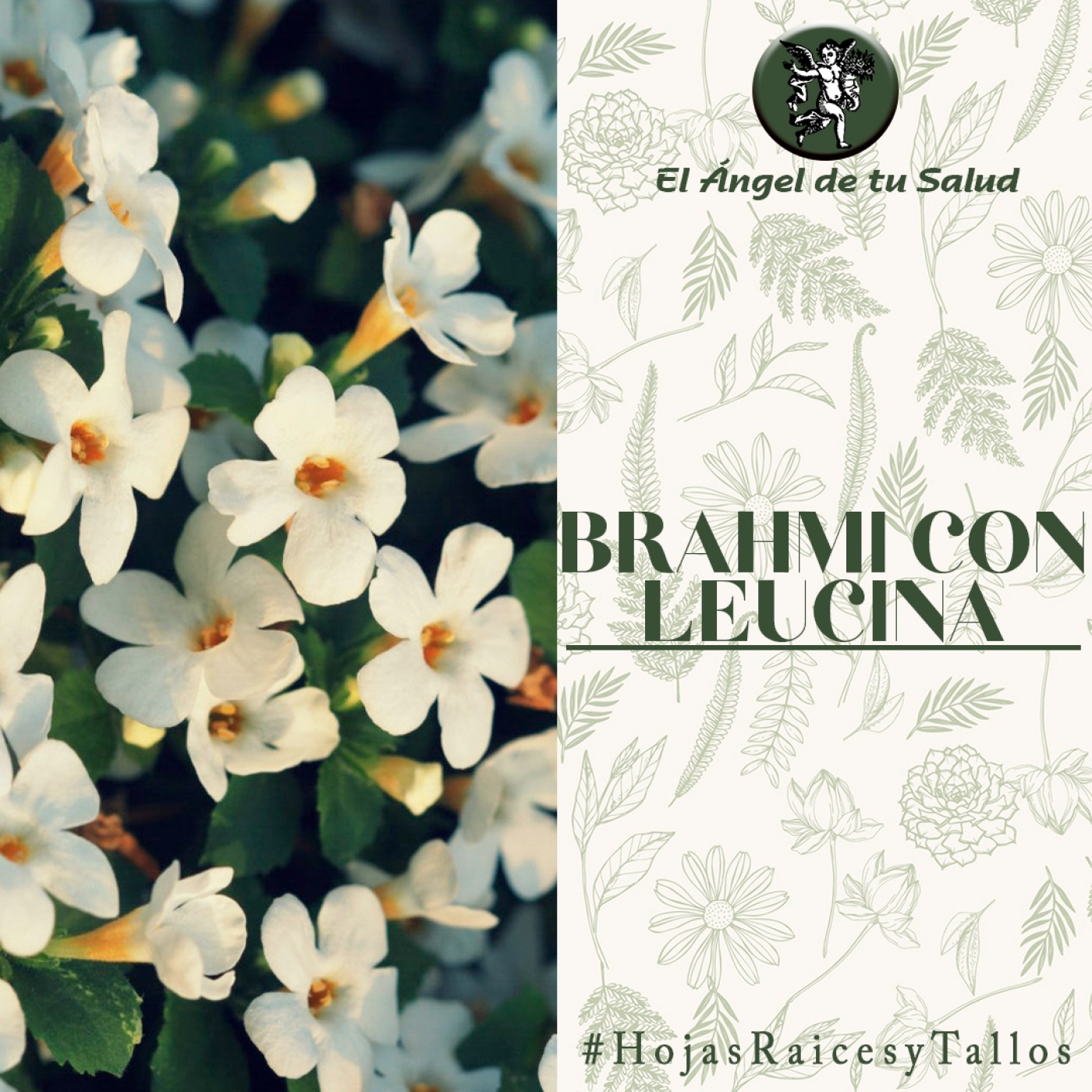 El Ángel de tu Salud - Brahmi con Leucina** episode artwork