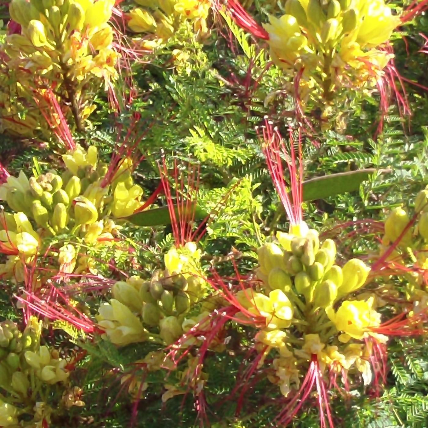 VCP Sol Narraciones Vivencias Leyendas