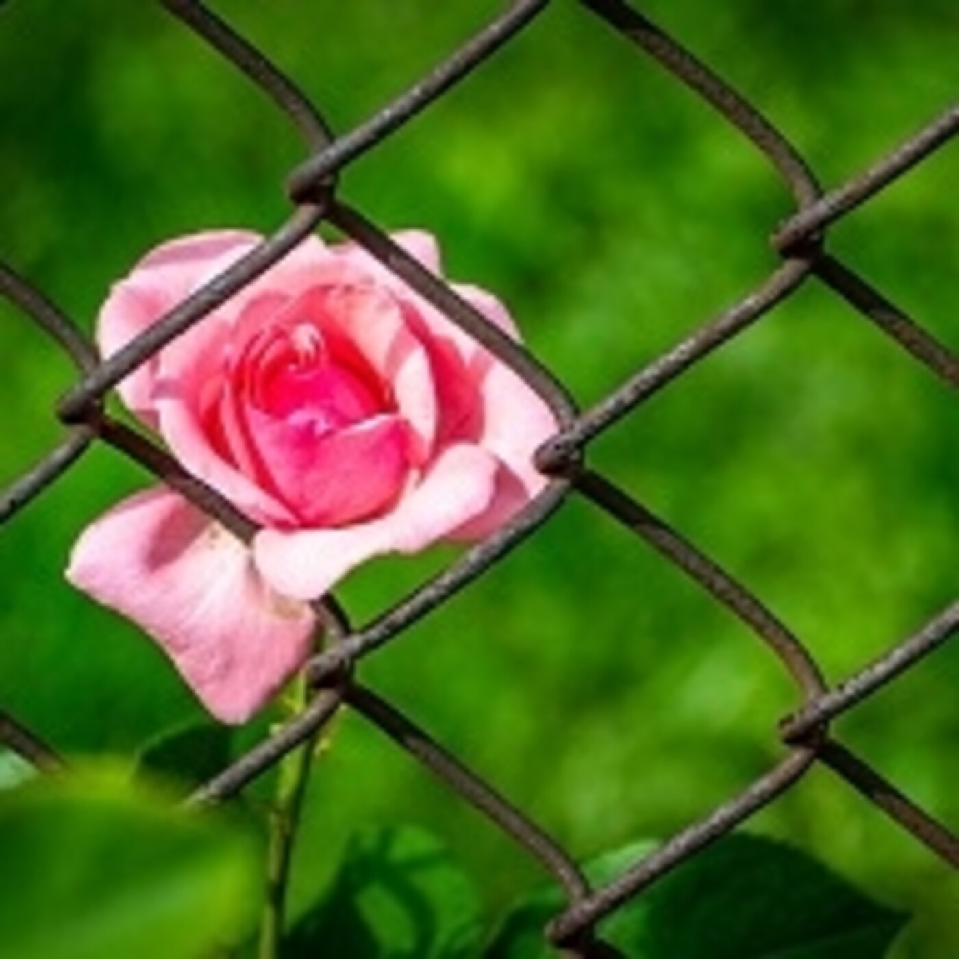 Más bella torna la flor