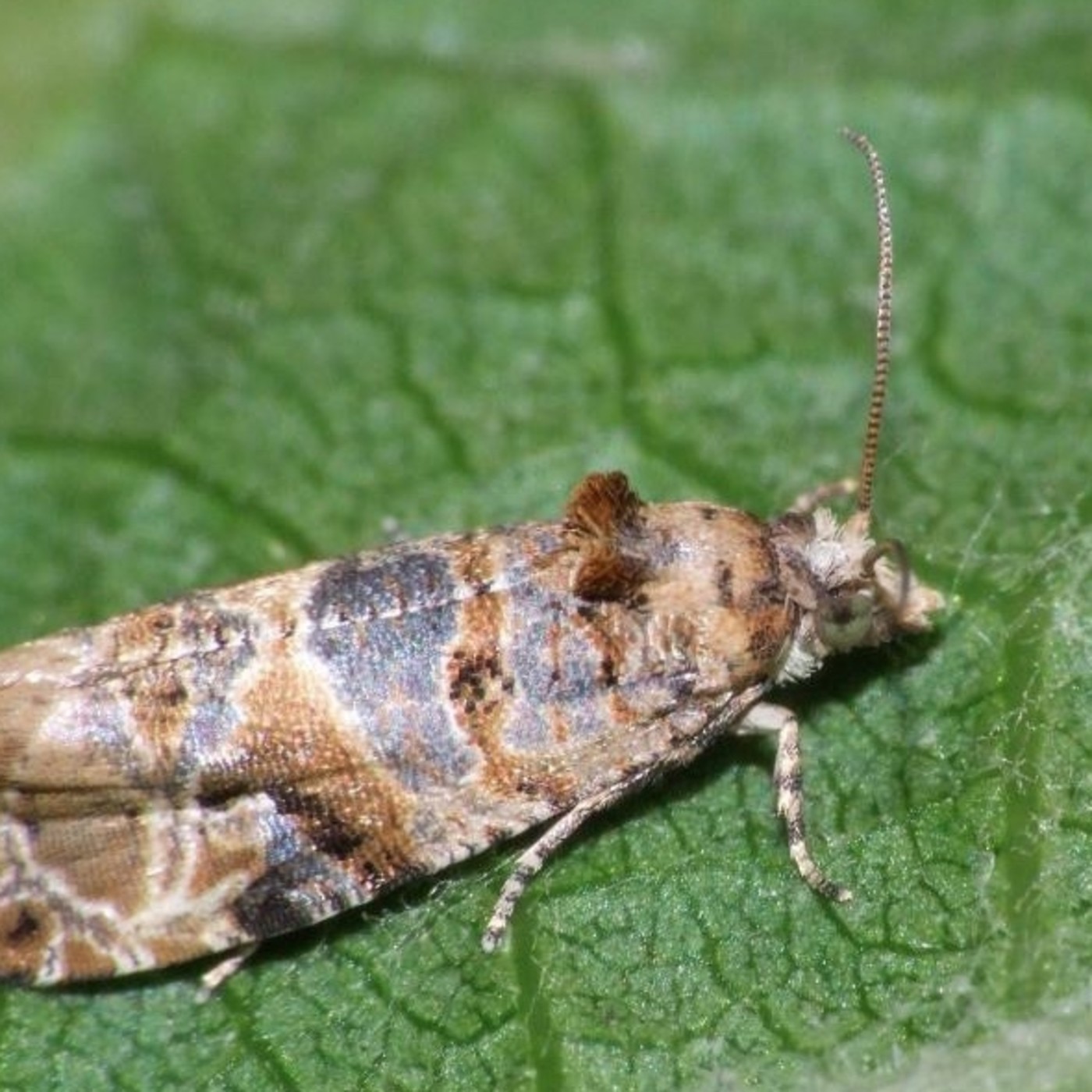 Podcast de Informe Granjero