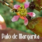 El Ángel de tu Salud - PALO DE MARGARITA