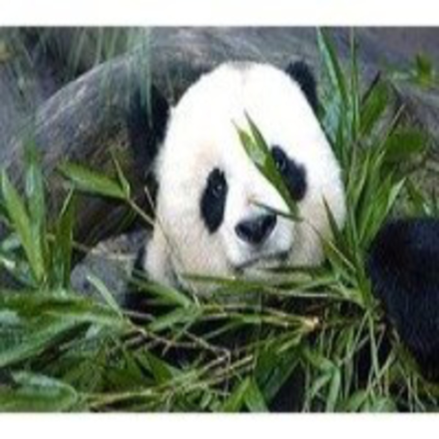 Podcast de ELECTRODAS